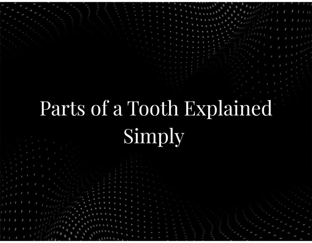 Parts of a Tooth Explained Simply