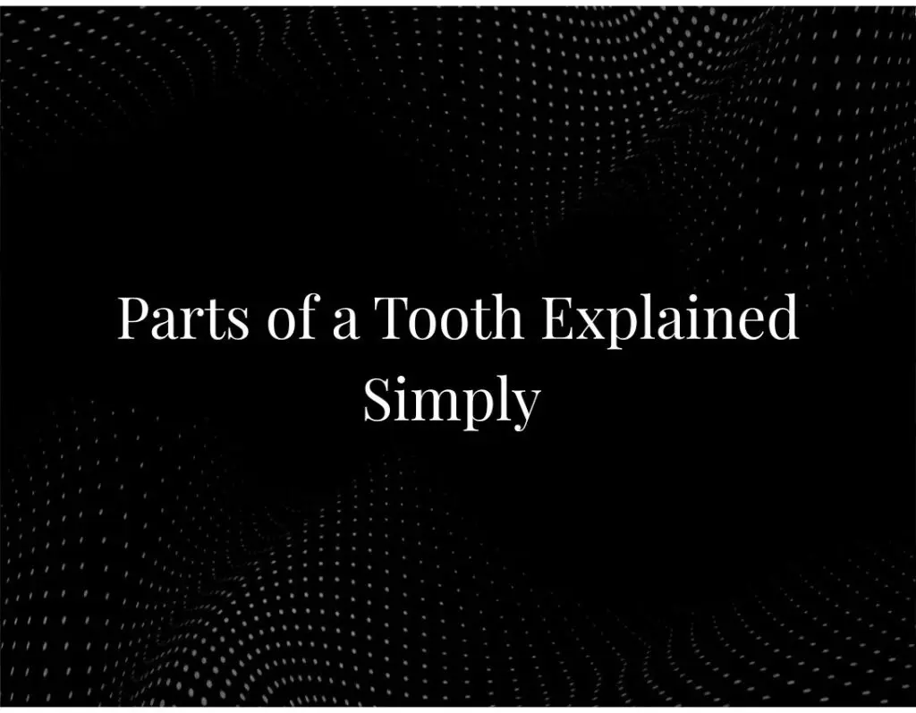 Parts of a Tooth Explained Simply