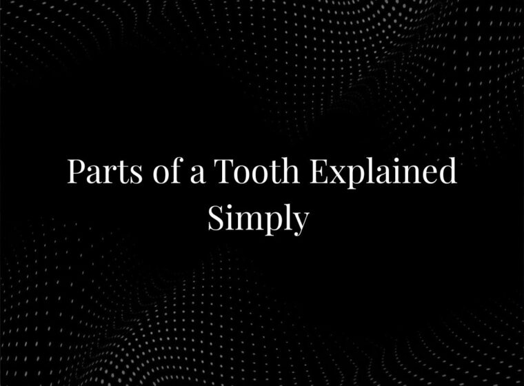 Parts of a Tooth Explained Simply